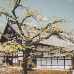 Entre templos ancestrais e linhas contemporâneas, Alberto Toshio Murakami revela como a arte e a arquitetura japonesa unem tradição e design moderno.