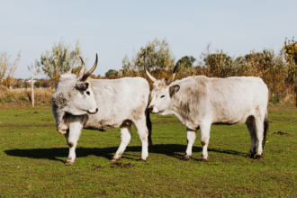 Certificações da carne brasileira: João Eustáquio De Almeida Junior explica como selos de qualidade ampliam o acesso a mercados internacionais e agregam valor ao produto.