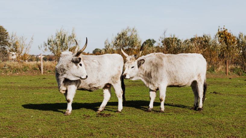 Certificações da carne brasileira: João Eustáquio De Almeida Junior explica como selos de qualidade ampliam o acesso a mercados internacionais e agregam valor ao produto.